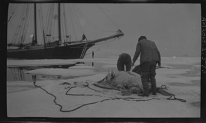 Image: Two men butchering walrus